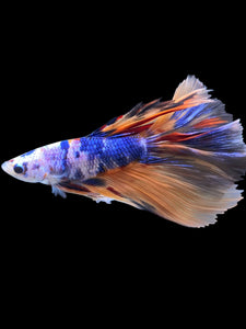 Male Halfmoon - Galaxy #2338 - Live Betta Fish