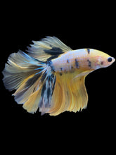 Load image into Gallery viewer, Male Halfmoon - Yellow Galaxy #2339 - Live Betta Fish
