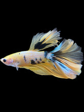 Load image into Gallery viewer, Male Halfmoon - Yellow Galaxy #2339 - Live Betta Fish
