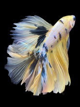 Load image into Gallery viewer, Male Halfmoon - Yellow Galaxy #2339 - Live Betta Fish
