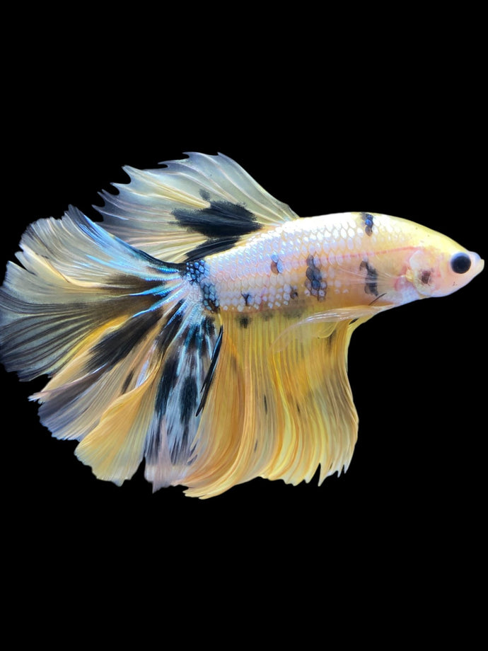 Male Halfmoon - Yellow Galaxy #2339 - Live Betta Fish
