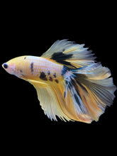 Load image into Gallery viewer, Male Halfmoon - Yellow Galaxy #2339 - Live Betta Fish
