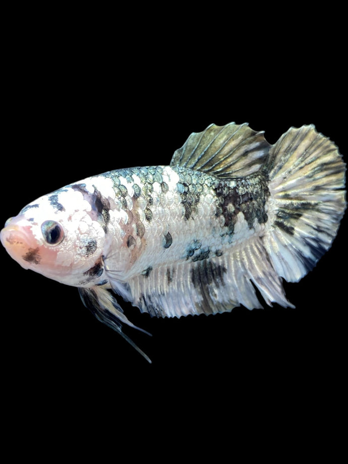 GIANT Female Halfmoon Plakat - Snow Copper #2341 Live Betta Fish