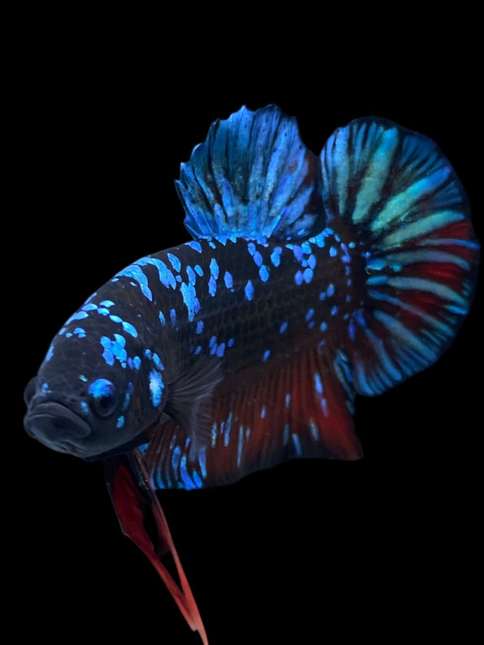 GIANT Male Halfmoon Plakat - Blue Avatar #2343 - Live Betta Fish