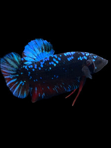 GIANT Male Halfmoon Plakat - Blue Avatar #2343 - Live Betta Fish