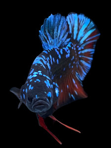GIANT Male Halfmoon Plakat - Blue Avatar #2343 - Live Betta Fish