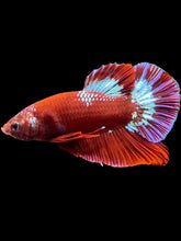 Load image into Gallery viewer, Male Halfmoon Plakat - Red FCCP #2343 - Live Betta Fish
