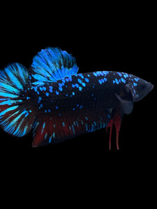 GIANT Male Halfmoon Plakat - Blue Avatar #2343 - Live Betta Fish
