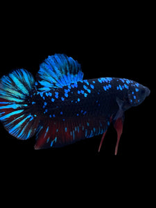 GIANT Male Halfmoon Plakat - Blue Avatar #2343 - Live Betta Fish