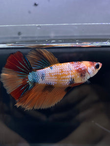 TOP GRADE Female Halfmoon - Galaxy #2344 - Live Betta Fish