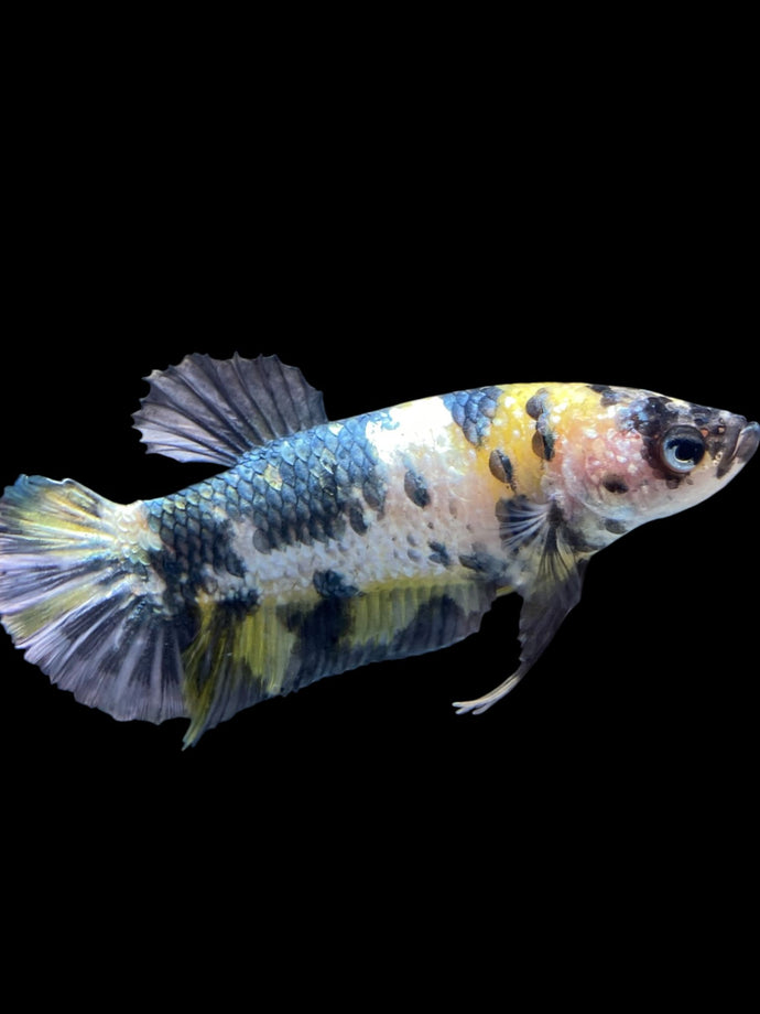 GIANT Female Halfmoon Plakat - Koi Copper #2344 Live Betta Fish