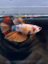 Load image into Gallery viewer, TOP GRADE Female Halfmoon - Galaxy #2344 - Live Betta Fish
