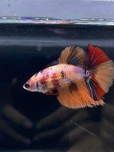 TOP GRADE Female Halfmoon - Galaxy #2344 - Live Betta Fish