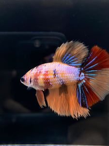 TOP GRADE Female Halfmoon - Galaxy #2344 - Live Betta Fish