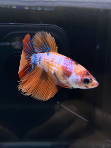 TOP GRADE Female Halfmoon - Galaxy #2344 - Live Betta Fish