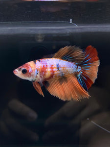 TOP GRADE Female Halfmoon - Galaxy #2344 - Live Betta Fish