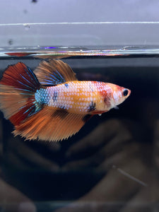 TOP GRADE Female Halfmoon - Galaxy #2344 - Live Betta Fish