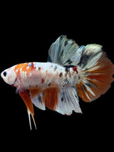 Load image into Gallery viewer, GIANT Male Halfmoon Plakat - Candy Copper #2345 - Live Betta Fish
