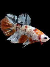 Load image into Gallery viewer, GIANT Male Halfmoon Plakat - Candy Copper #2345 - Live Betta Fish
