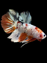 Load image into Gallery viewer, GIANT Male Halfmoon Plakat - Candy Copper #2345 - Live Betta Fish
