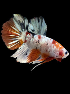 GIANT Male Halfmoon Plakat - Candy Copper #2345 - Live Betta Fish