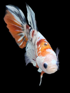 GIANT Male Halfmoon Plakat - Candy Copper #2345 - Live Betta Fish