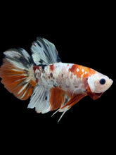 Load image into Gallery viewer, GIANT Male Halfmoon Plakat - Candy Copper #2345 - Live Betta Fish
