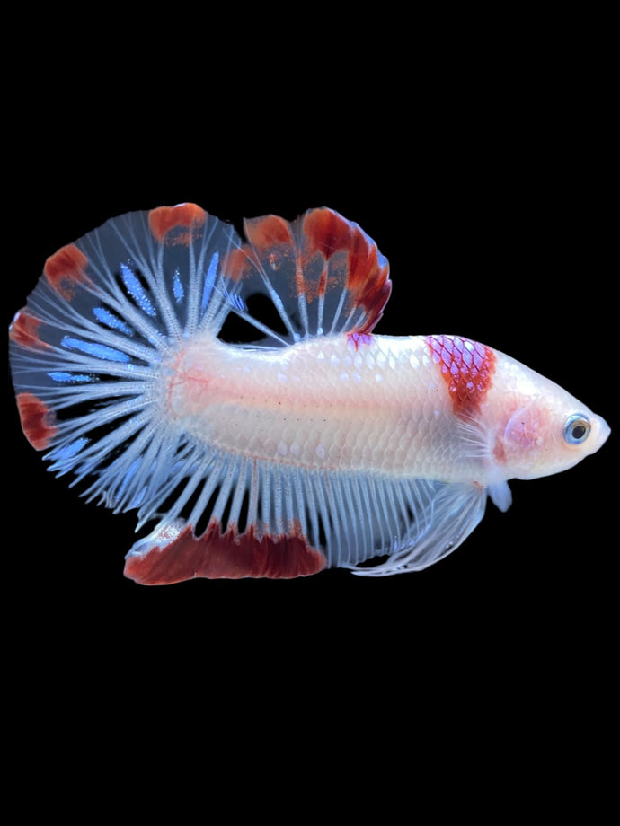 Male Halfmoon Plakat - Purple Tancho #2346 - Live Betta Fish