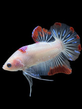 Load image into Gallery viewer, Male Halfmoon Plakat - Purple Tancho #2346 - Live Betta Fish
