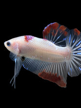 Load image into Gallery viewer, Male Halfmoon Plakat - Purple Tancho #2346 - Live Betta Fish
