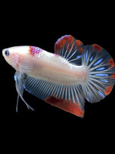 Load image into Gallery viewer, Male Halfmoon Plakat - Purple Tancho #2346 - Live Betta Fish
