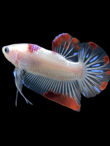 Male Halfmoon Plakat - Purple Tancho #2346 - Live Betta Fish