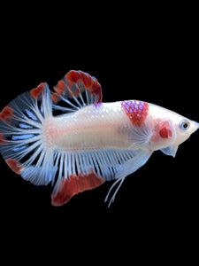 Male Halfmoon Plakat - Purple Tancho #2346 - Live Betta Fish