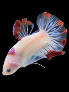 Male Halfmoon Plakat - Purple Tancho #2346 - Live Betta Fish