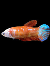 Load image into Gallery viewer, Female Halfmoon Plakat - Galaxy #2347 - Live Betta Fish
