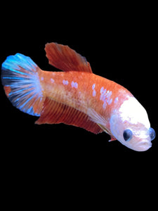 Female Halfmoon Plakat - Galaxy #2347 - Live Betta Fish