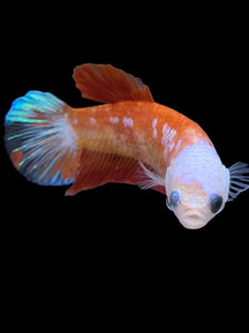 Female Halfmoon Plakat - Galaxy #2347 - Live Betta Fish