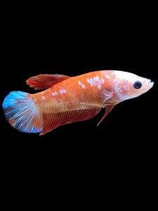 Female Halfmoon Plakat - Galaxy #2347 - Live Betta Fish