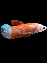Load image into Gallery viewer, Female Halfmoon Plakat - Galaxy #2347 - Live Betta Fish
