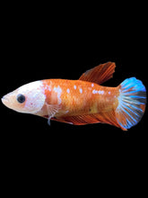 Load image into Gallery viewer, Female Halfmoon Plakat - Galaxy #2347 - Live Betta Fish
