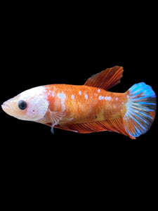 Female Halfmoon Plakat - Galaxy #2347 - Live Betta Fish