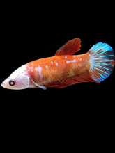 Load image into Gallery viewer, Female Halfmoon Plakat - Galaxy #2347 - Live Betta Fish
