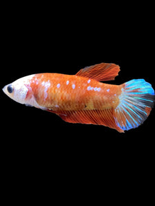 Female Halfmoon Plakat - Galaxy #2347 - Live Betta Fish