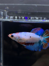 Load image into Gallery viewer, TOP GRADE Female Halfmoon - Galaxy #2349 - Live Betta Fish
