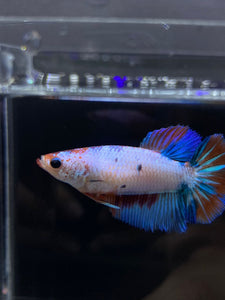 TOP GRADE Female Halfmoon - Galaxy #2349 - Live Betta Fish