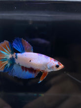 Load image into Gallery viewer, TOP GRADE Female Halfmoon - Galaxy #2349 - Live Betta Fish
