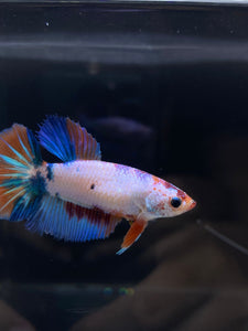 TOP GRADE Female Halfmoon - Galaxy #2349 - Live Betta Fish