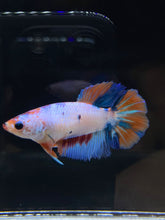 Load image into Gallery viewer, TOP GRADE Female Halfmoon - Galaxy #2349 - Live Betta Fish
