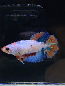 TOP GRADE Female Halfmoon - Galaxy #2349 - Live Betta Fish