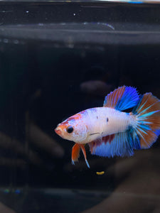 TOP GRADE Female Halfmoon - Galaxy #2349 - Live Betta Fish